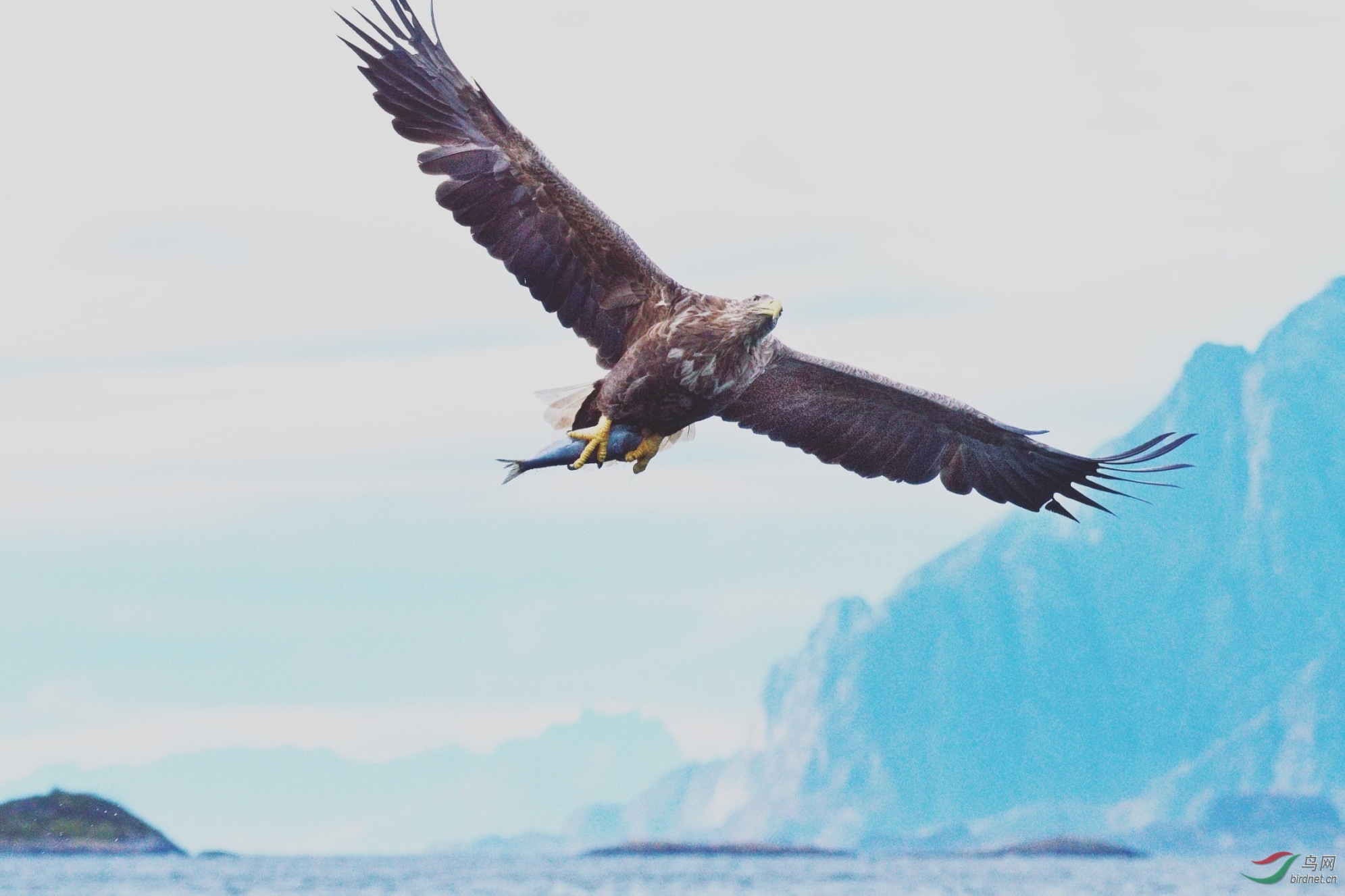 诗中有画鹰挪威罗佛敦岛快艇观海鹰之旅