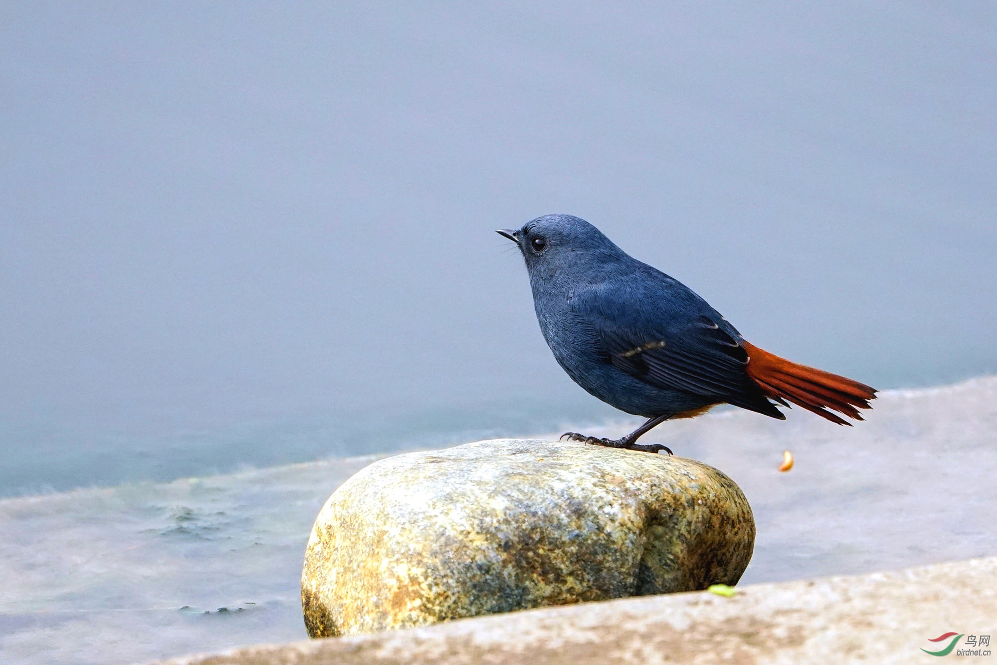 周四问好红尾水鸲