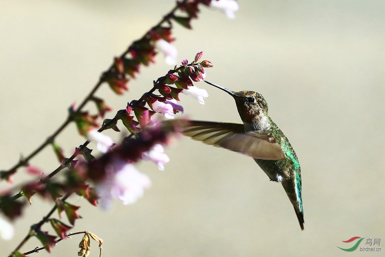 世界上最小的鸟类蜂鸟