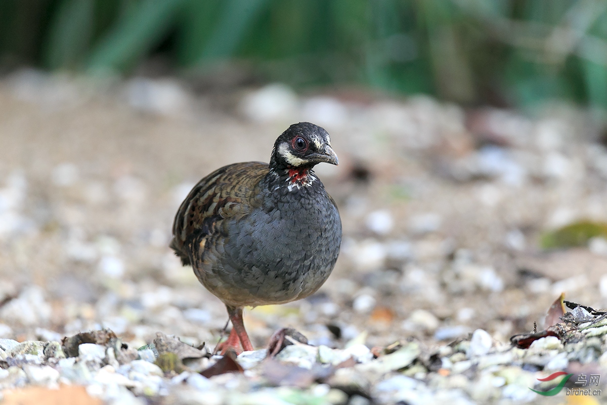 马来鹧鸪