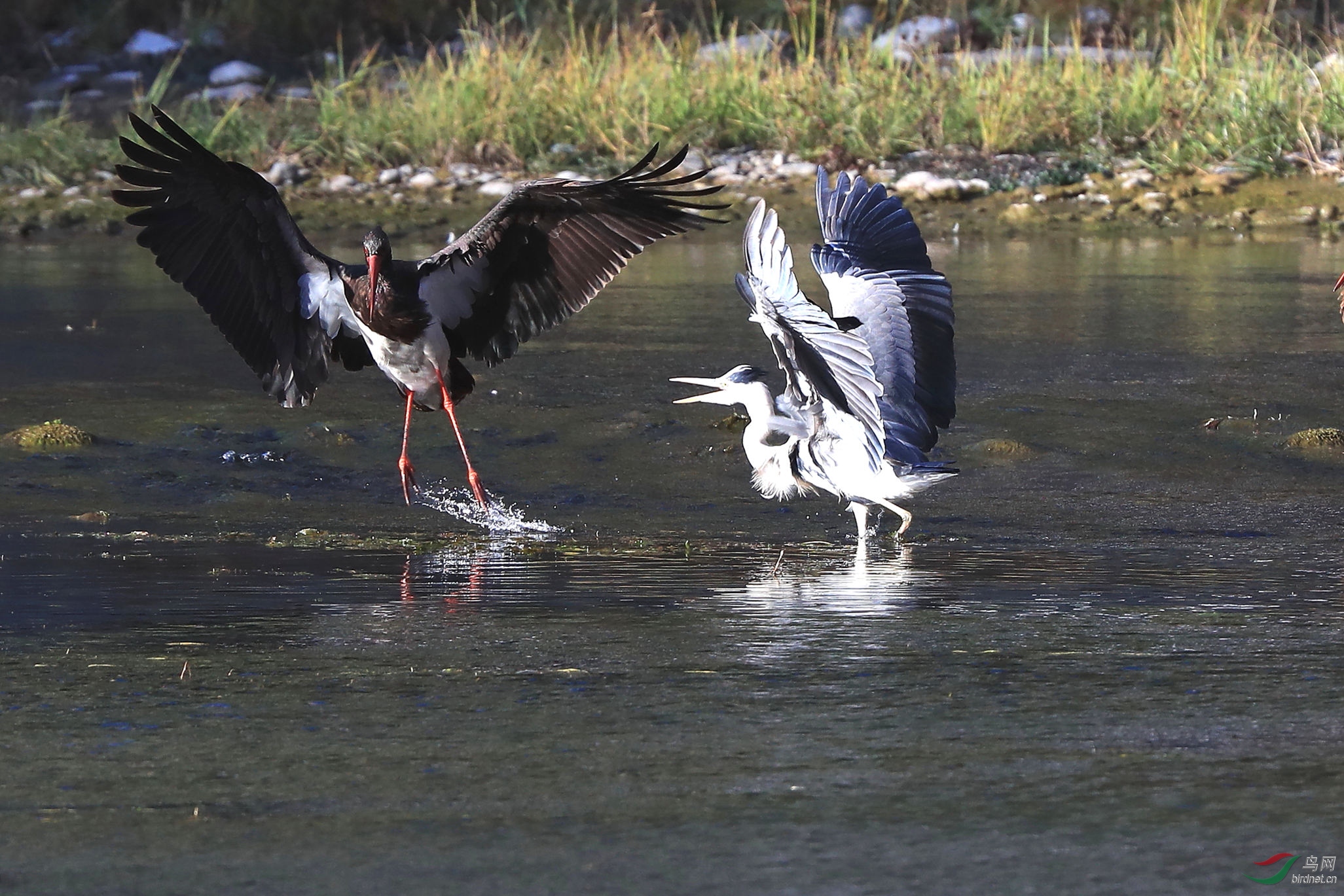 鹳与鹭之争