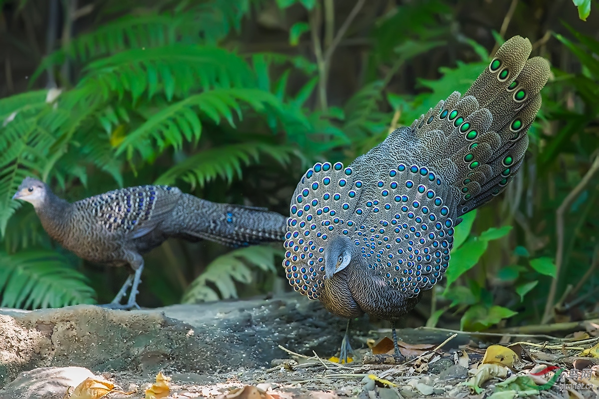 灰孔雀雉