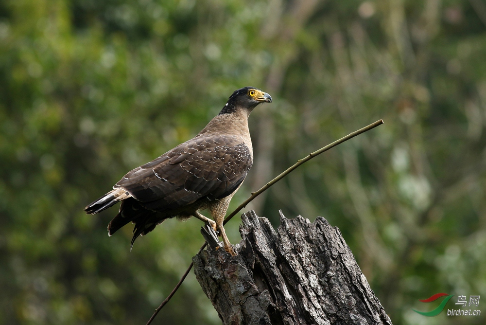 【诗中有画——鹰】蛇雕谈恋爱