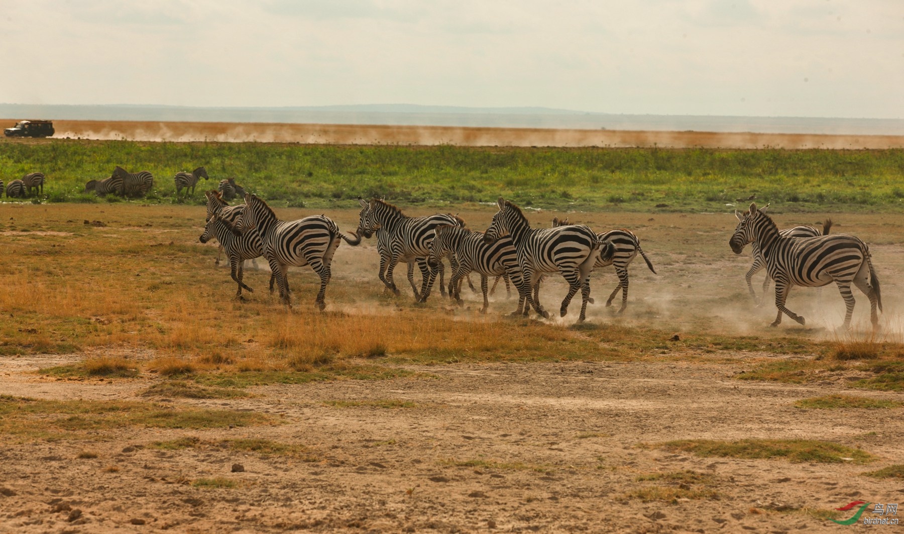 非洲迁徙的斑马