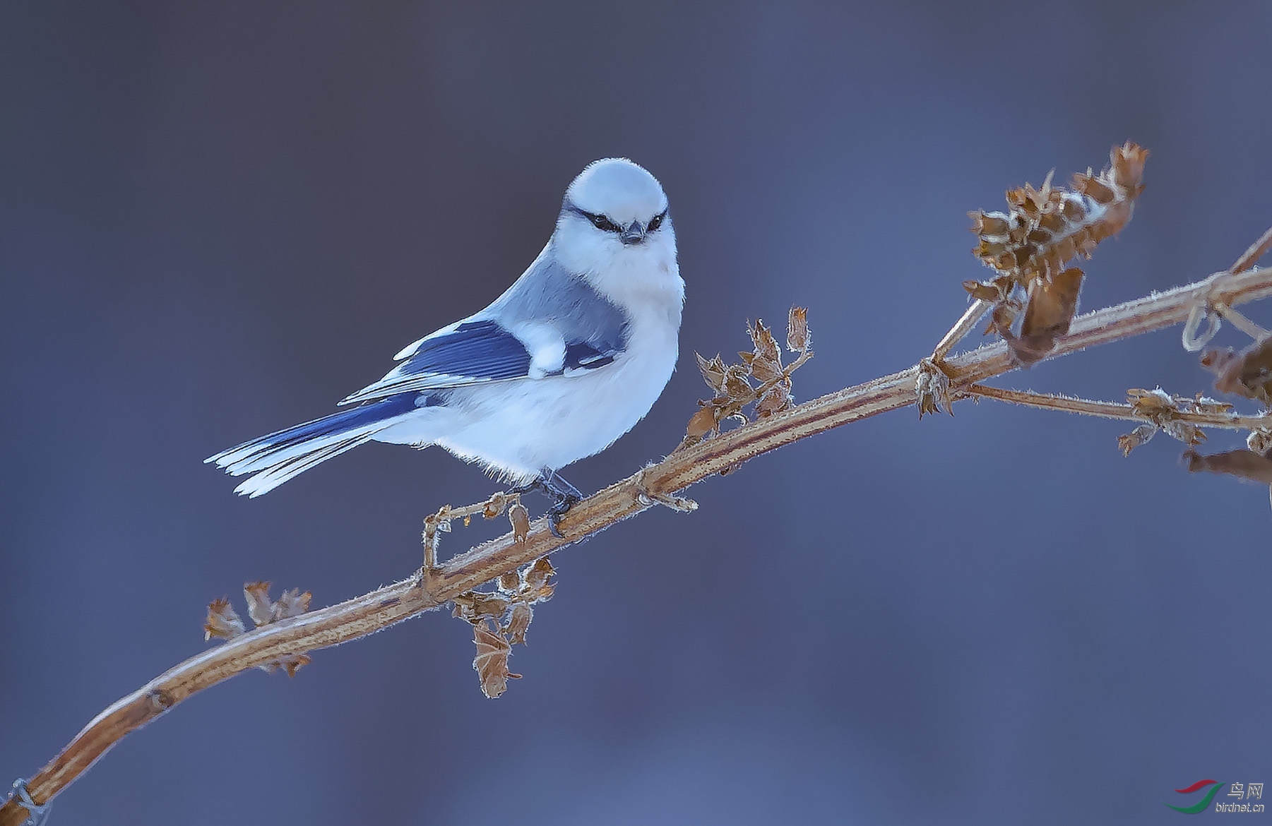 东北比较少见的林鸟——灰蓝山雀【 恭贺获首页精华】