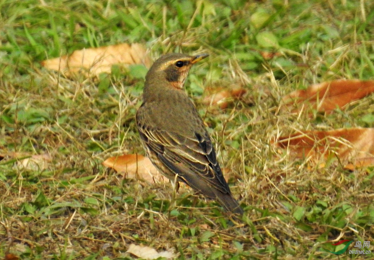 DSCN0475 ����.jpg