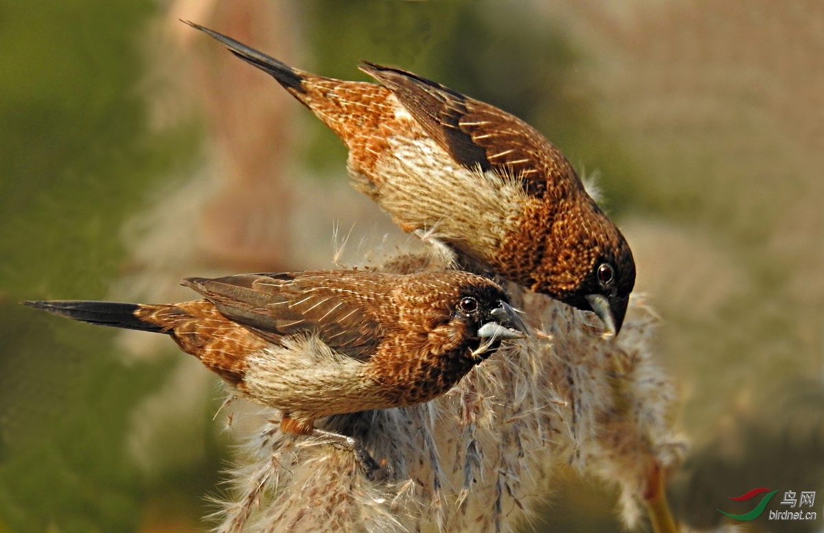 DSCN0127 ����.jpg