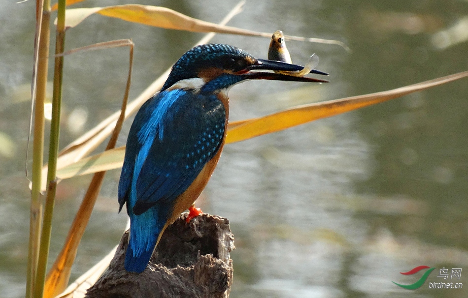 DSC04826 ����.jpg