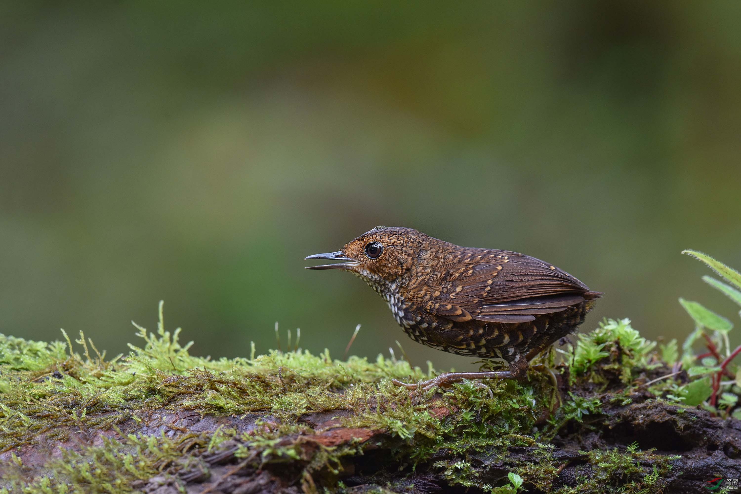 鳞胸鹪鹛(祝贺荣获每日一图)