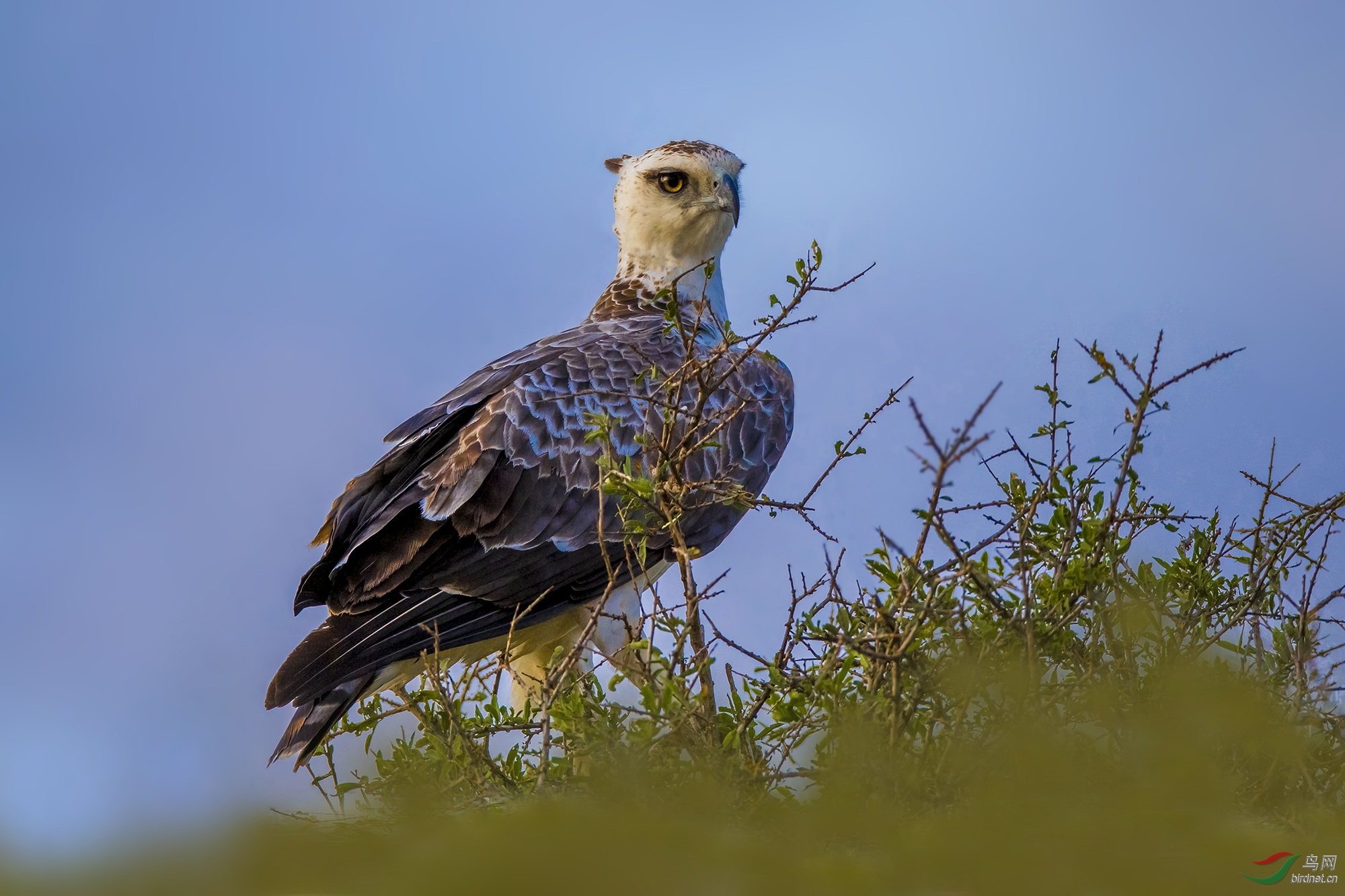 凤头鹰雕高瞻远瞩贺鸟网年会召开