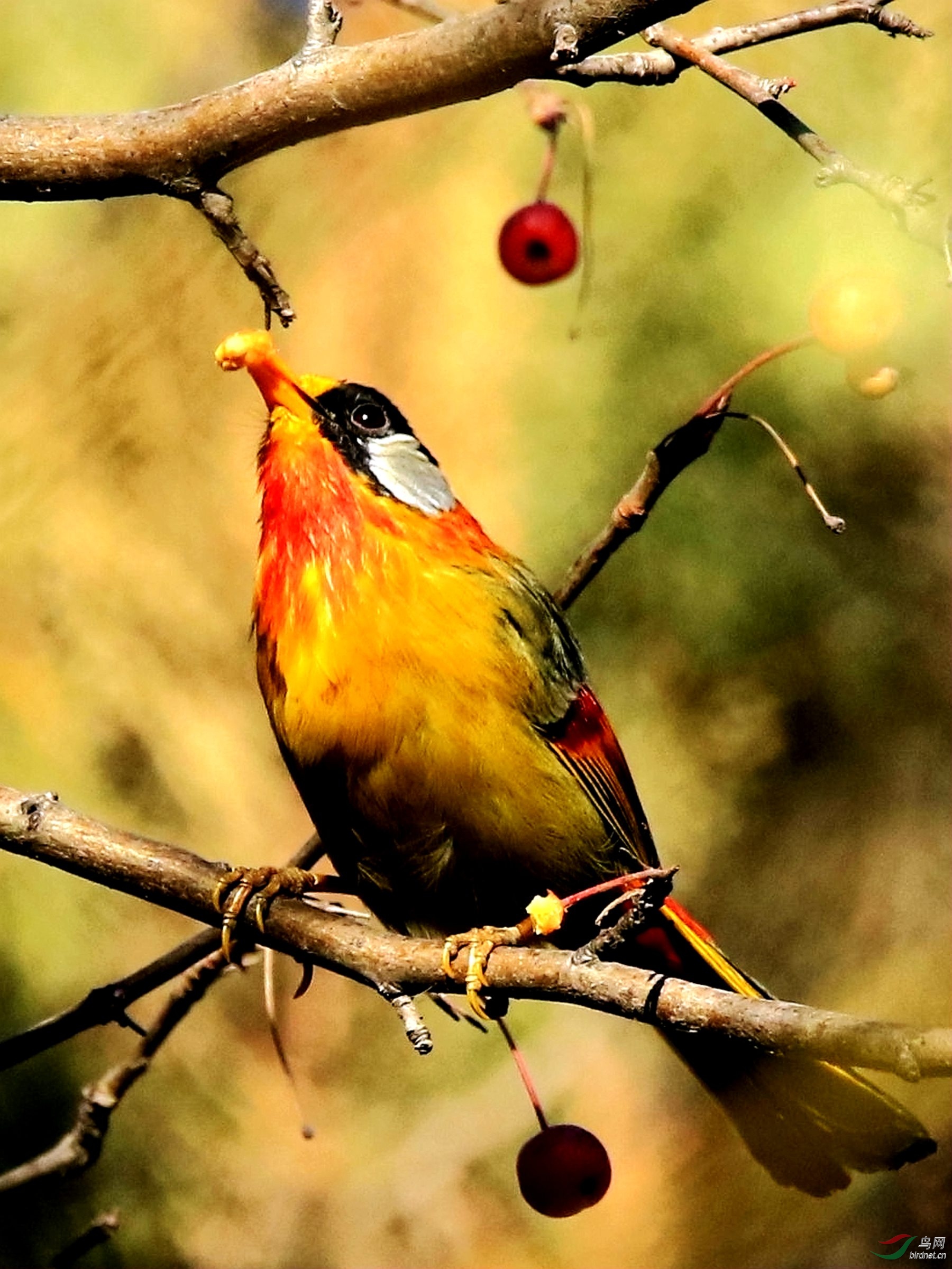 吃果子的银耳相思鸟