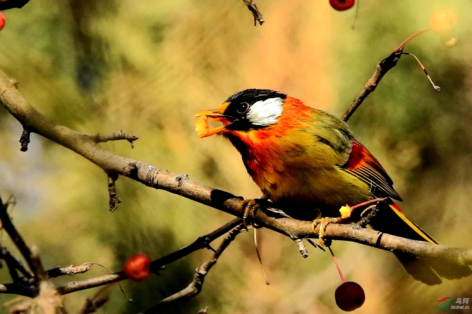 吃果子的银耳相思鸟
