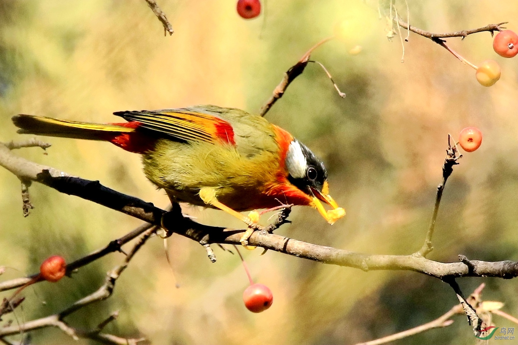 吃果子的银耳相思鸟