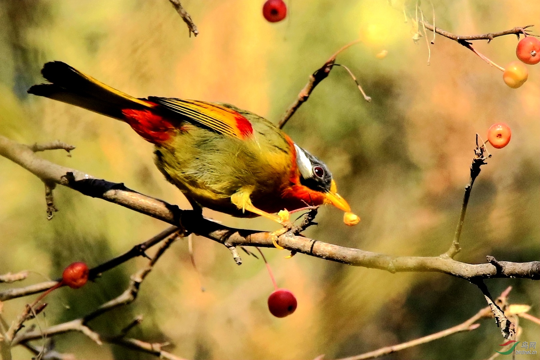 吃果子的银耳相思鸟