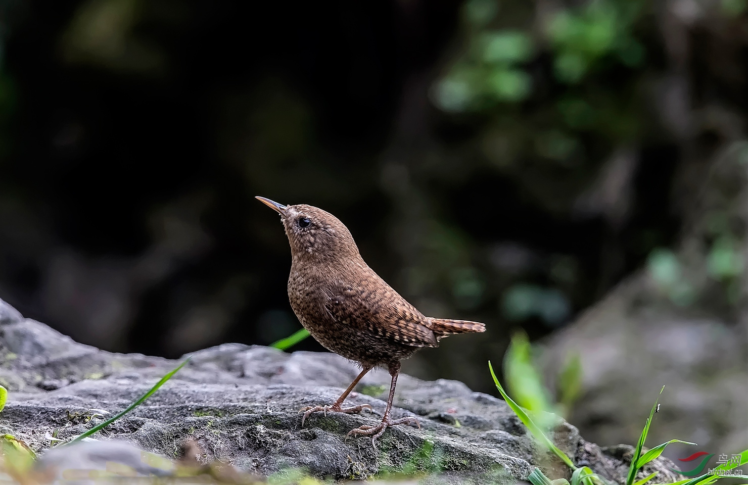 一方山水一方鸟(鹪鹩)