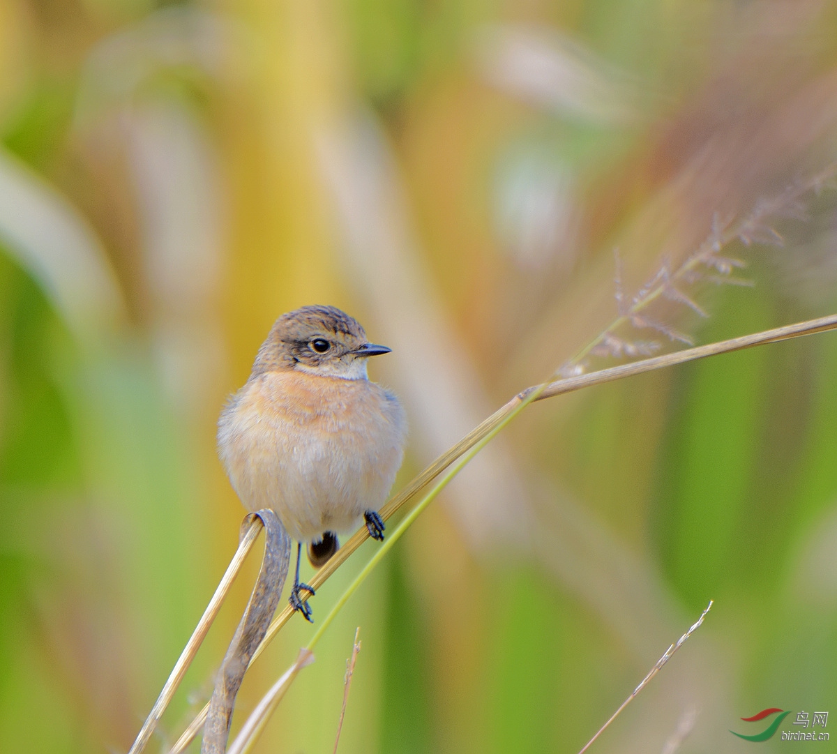 一只黑喉石碣左看右看