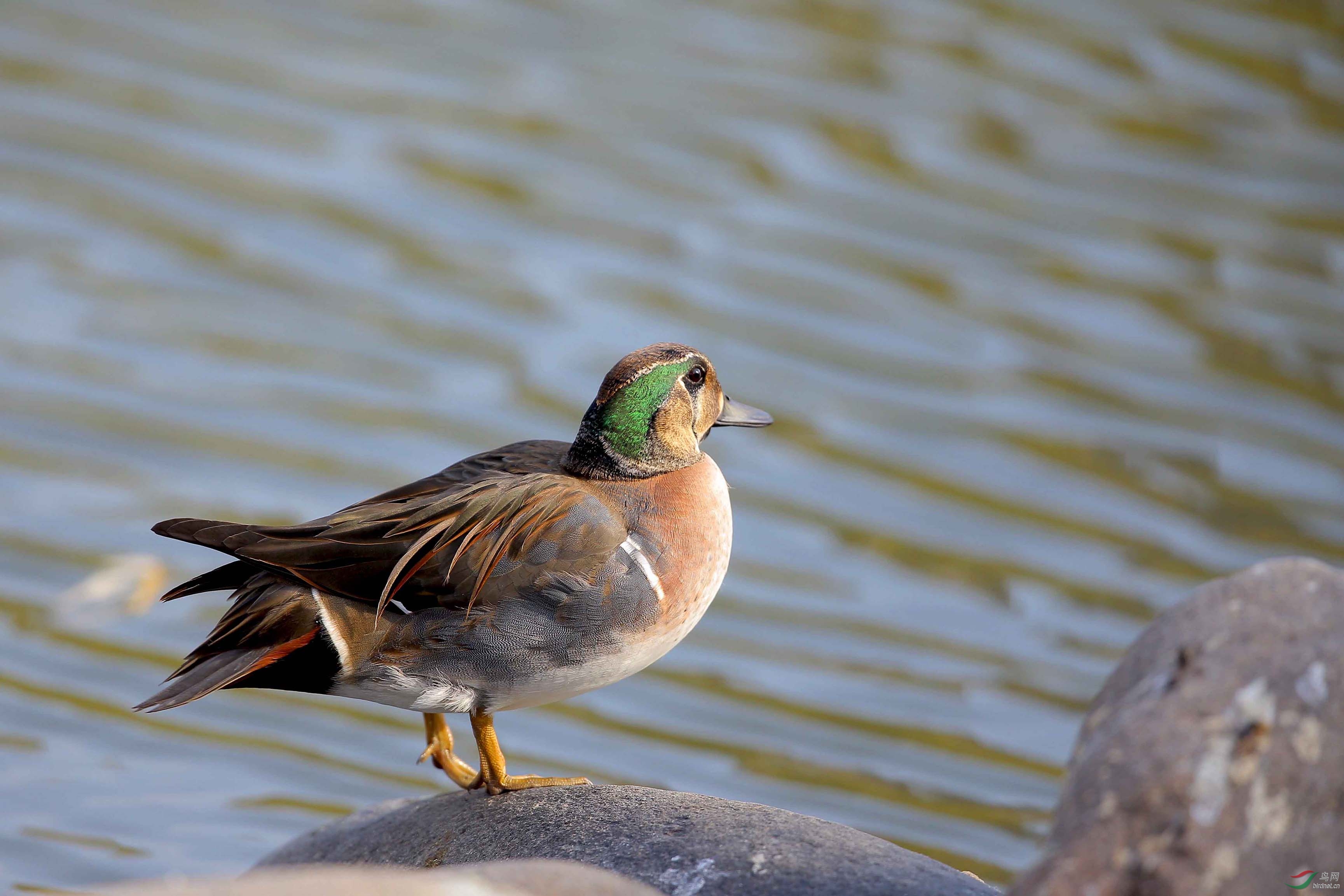 玄武湖的花脸鸭