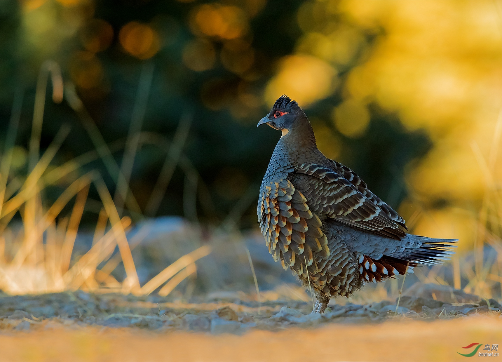 四川雉鹑四川稚鹑祝贺荣获首页鸟类精华