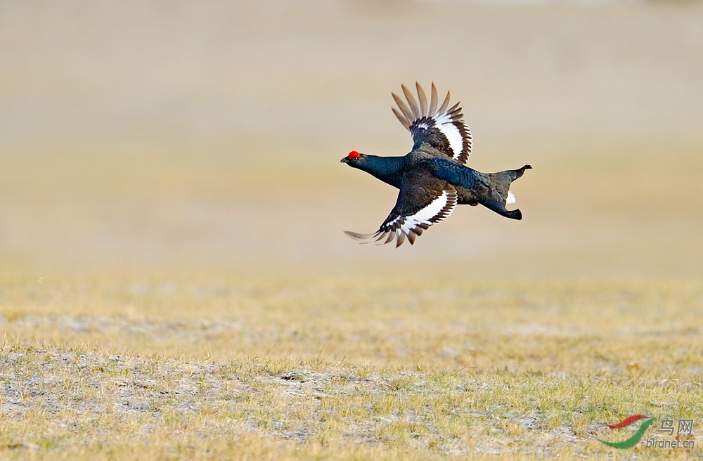 展翅飞翔黑琴鸡