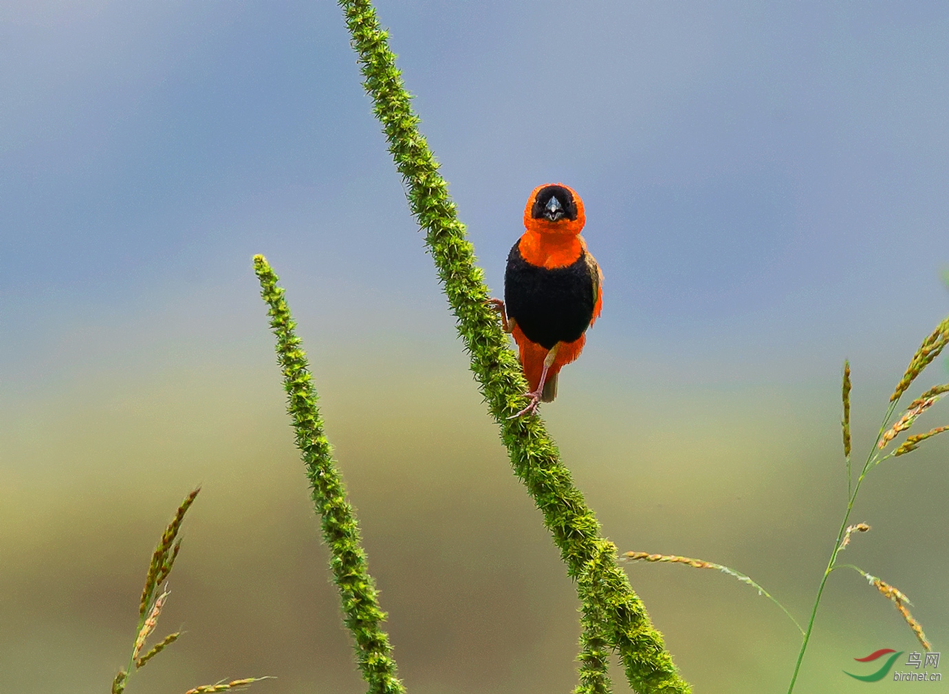 (橙巧织雀)植物绒上一只鸟 — 橙巧织雀的欢喜(贺获首页精华)