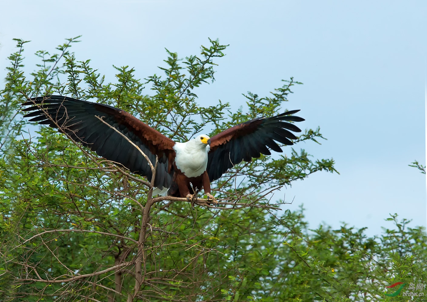非洲渔雕来祝贺 — 祝贺八妹老师
