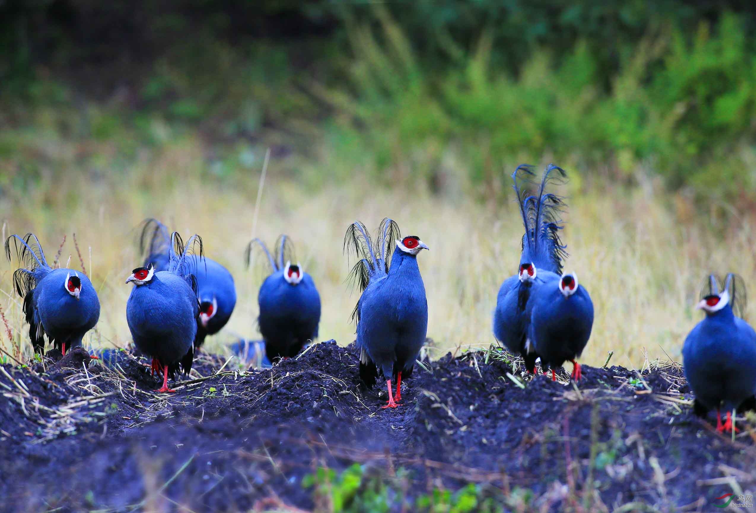 我第一次见到蓝马鸡