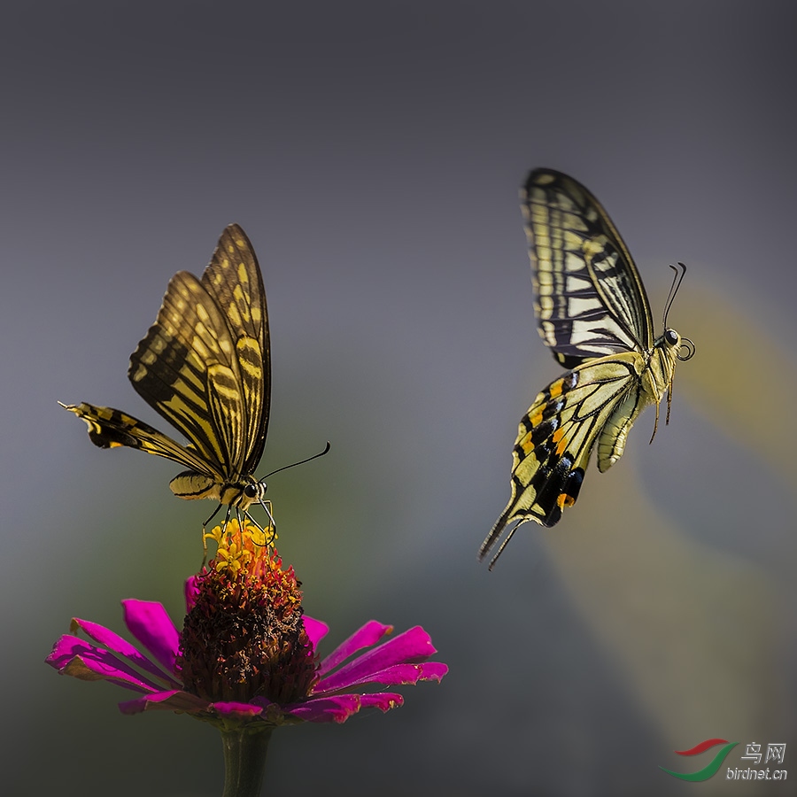 两只蝴蝶图片大全可爱图片