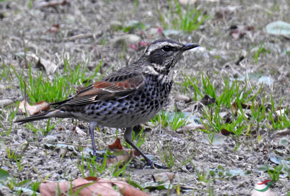 DSCN1073 ����.jpg