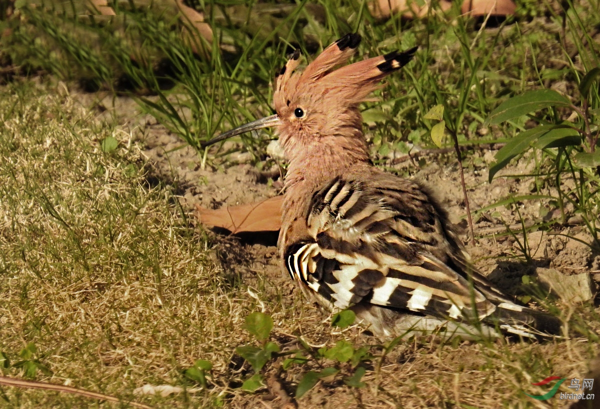 DSCN0976 ����.jpg