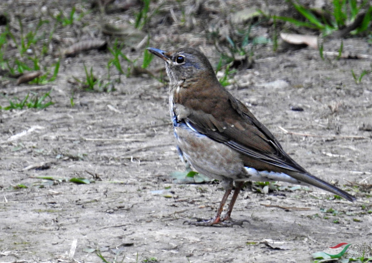 DSCN1060 ����.jpg