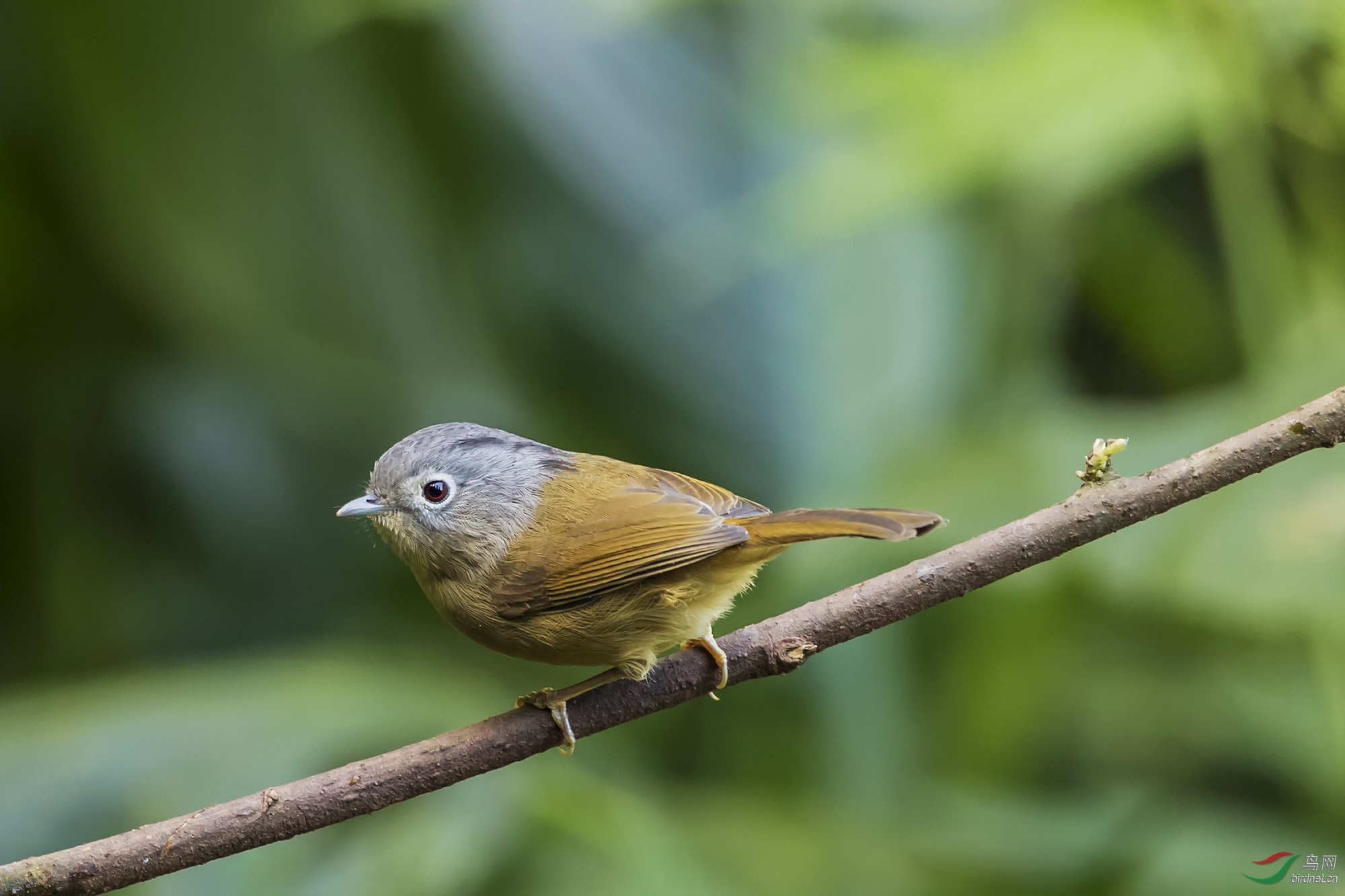 云南观鸟记12灰眶雀鹛