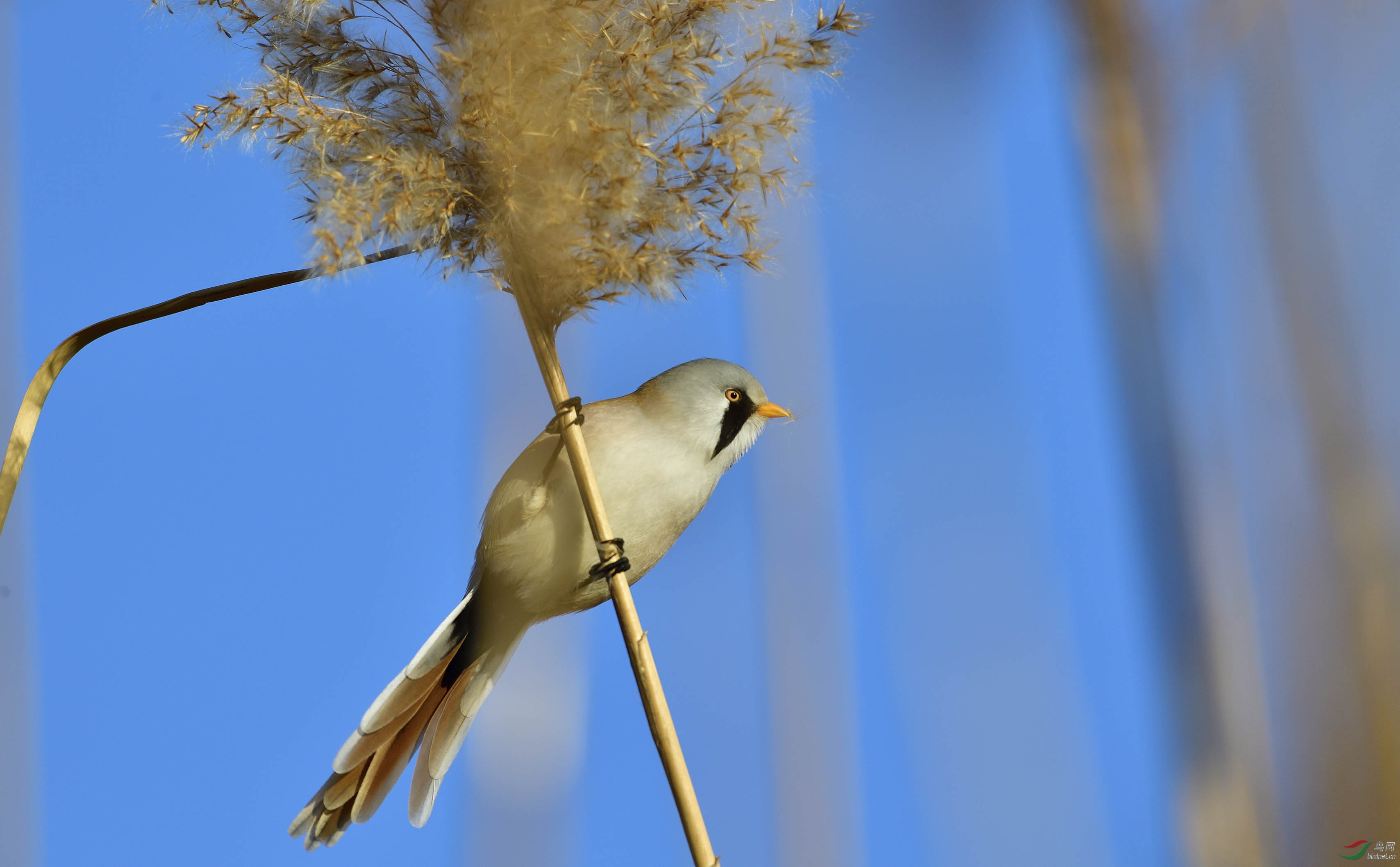 林鸟辽河湿地留鸟之文须雀
