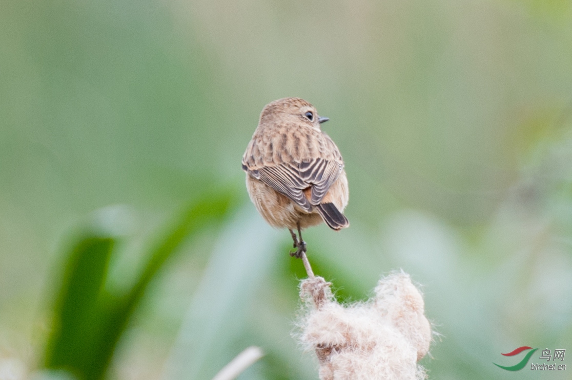 《左顾右盼》-石溪