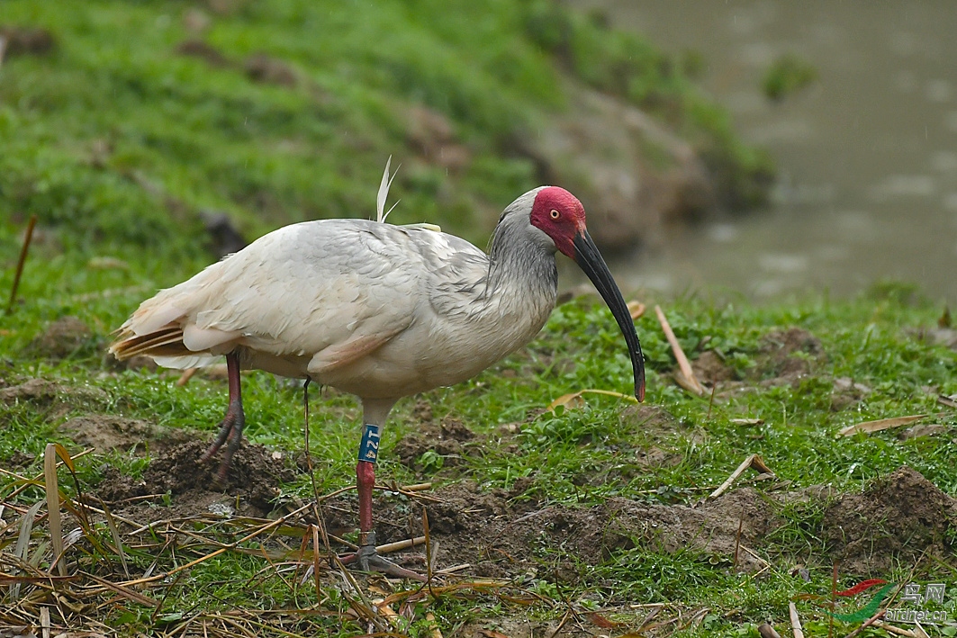 朱鹮3