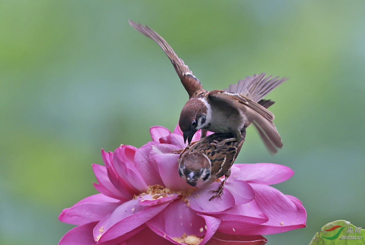 小菜一碟小家雀儿