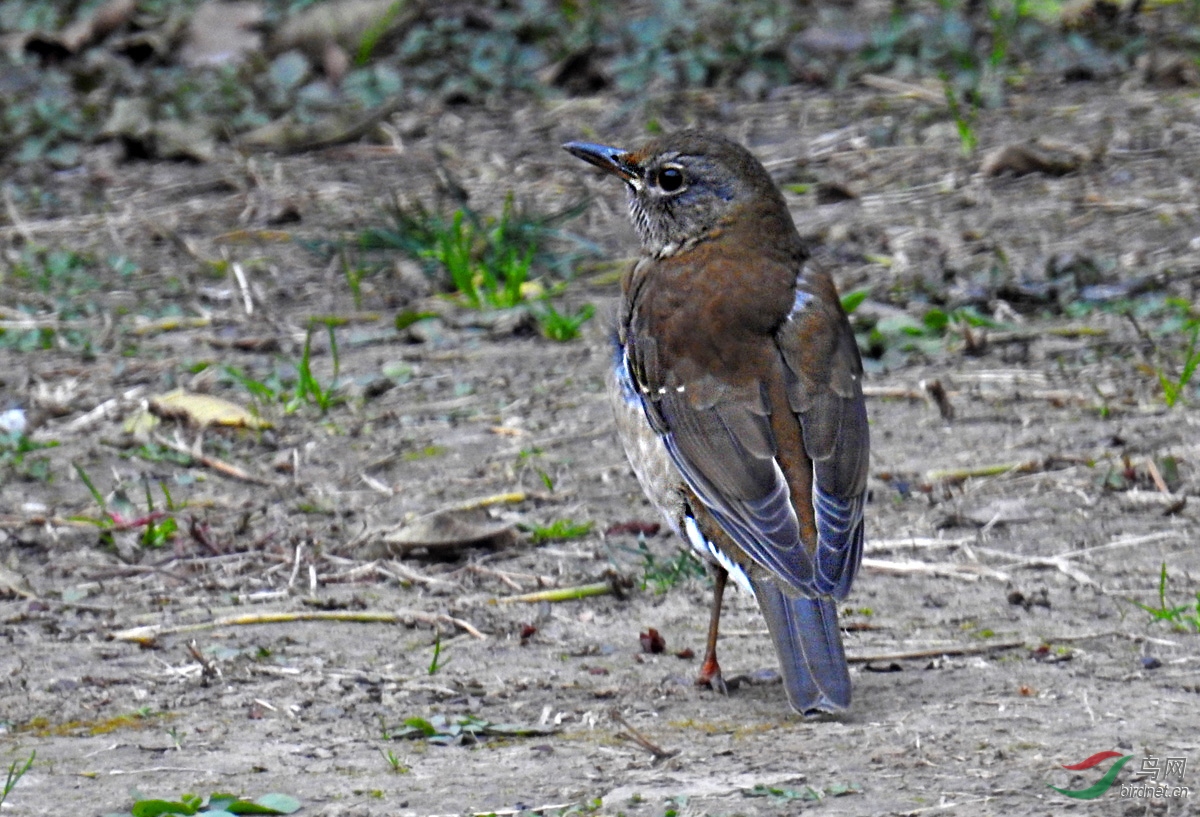 DSCN1059 ����.jpg