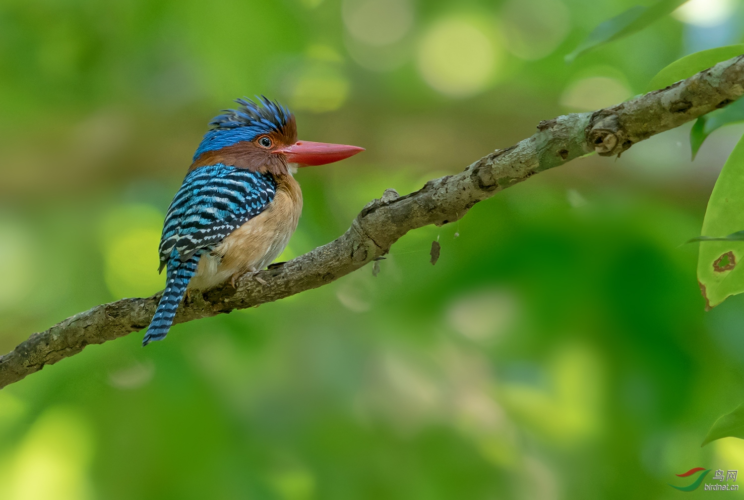 横斑翠鸟横斑翠鸟祝贺荣获首页精华