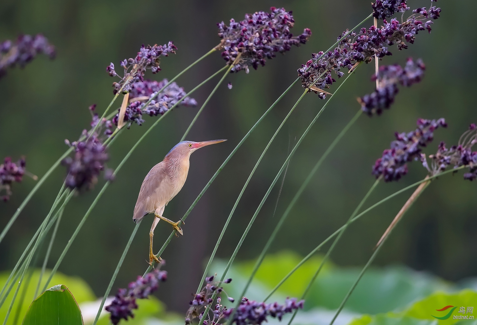 (黄苇鳽)夏花夏鸟黄苇鳽
