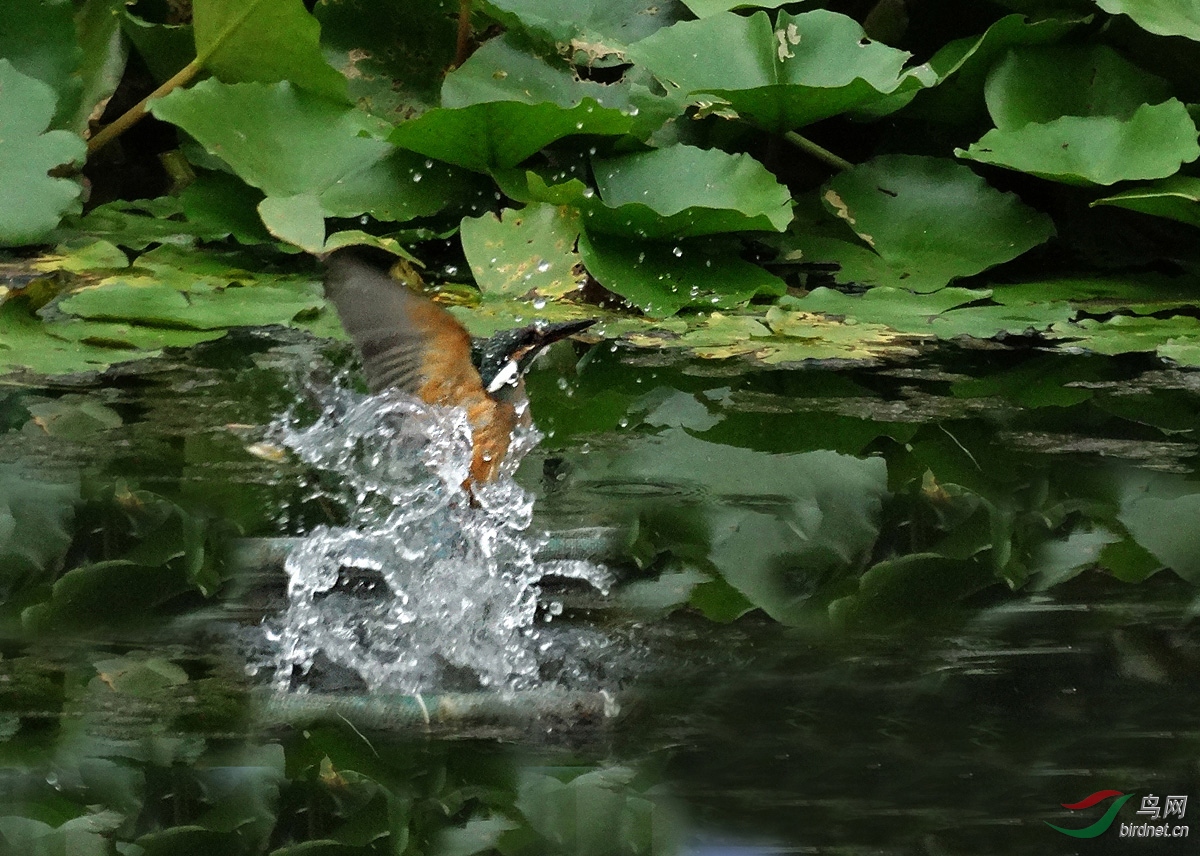 DSC07122 ����6.jpg