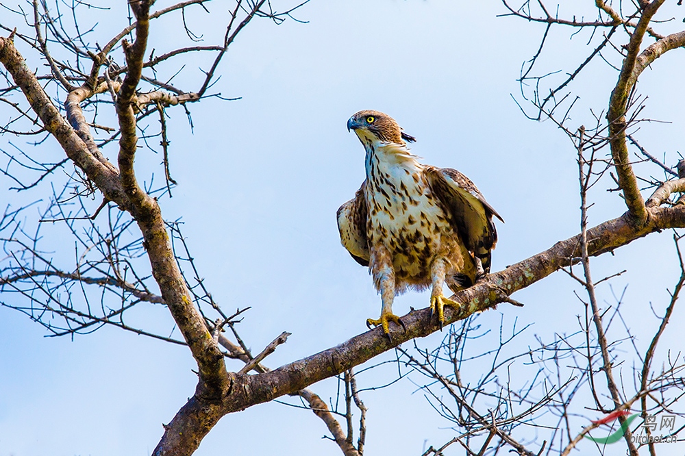 (凤头鹰雕)《目光犀锐 姿态雄伟》—— 凤头鹰雕(祝贺获首页精华)