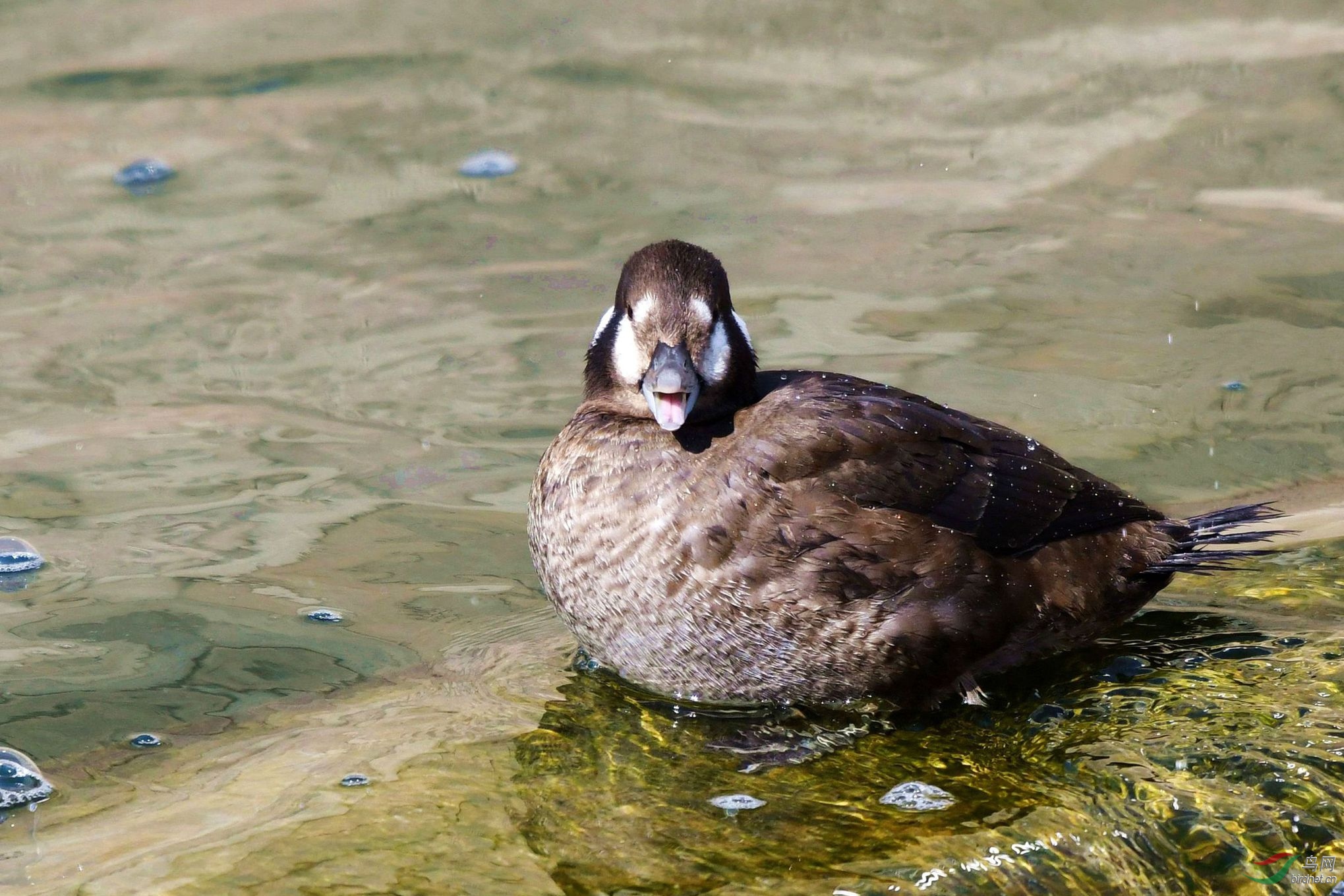 丑鸭 074_副本.jpg