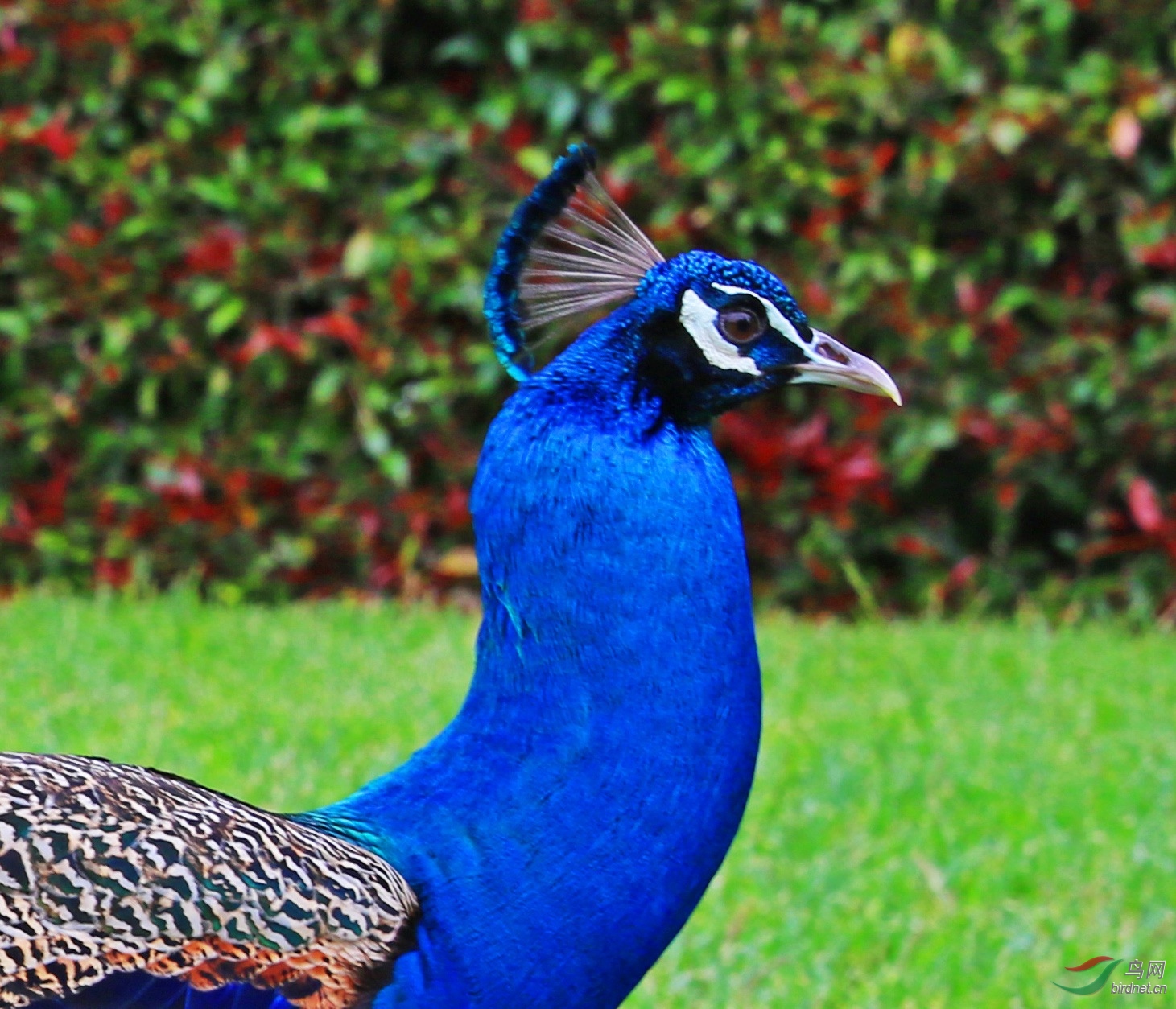 汉密尔顿花园孔雀新西兰