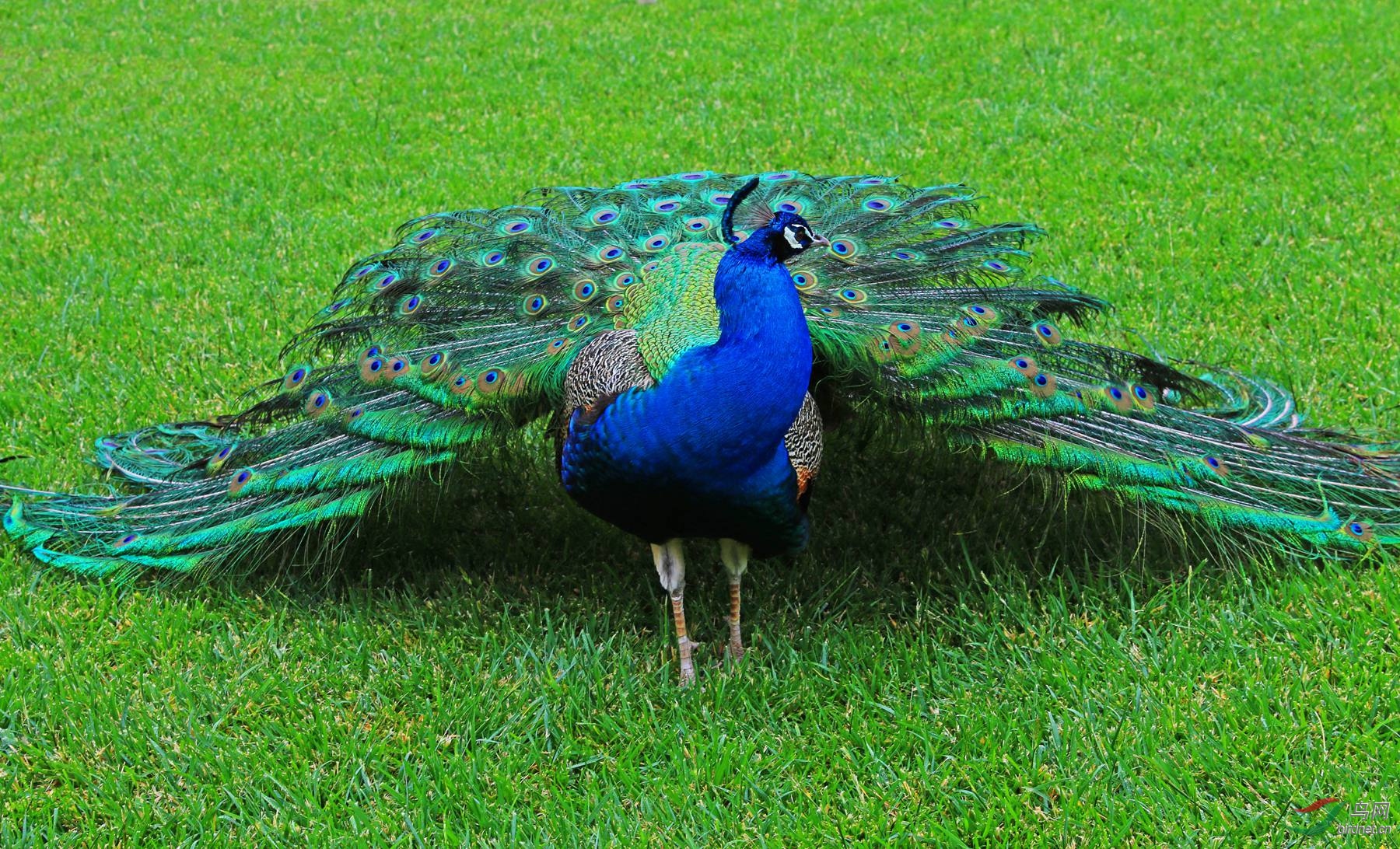 汉密尔顿花园孔雀新西兰