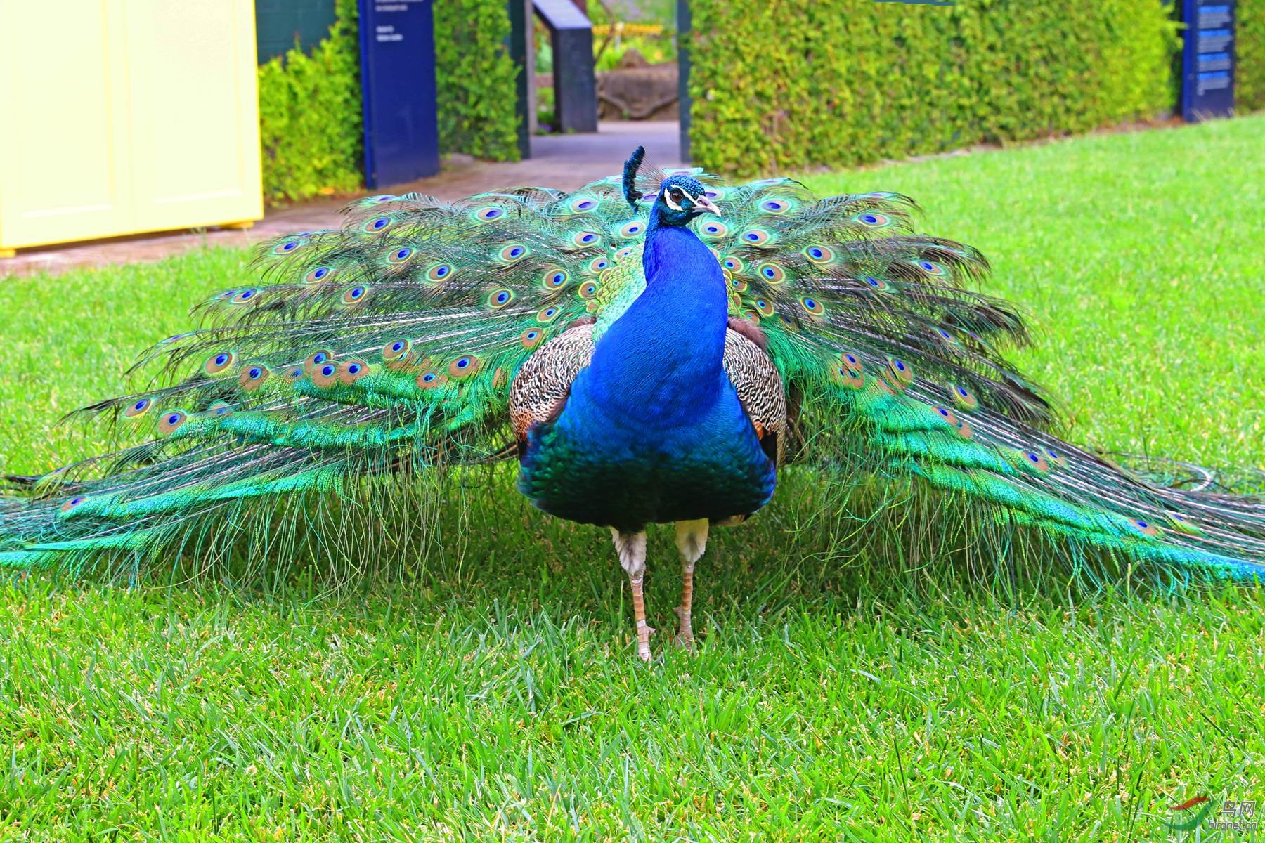 汉密尔顿花园孔雀新西兰