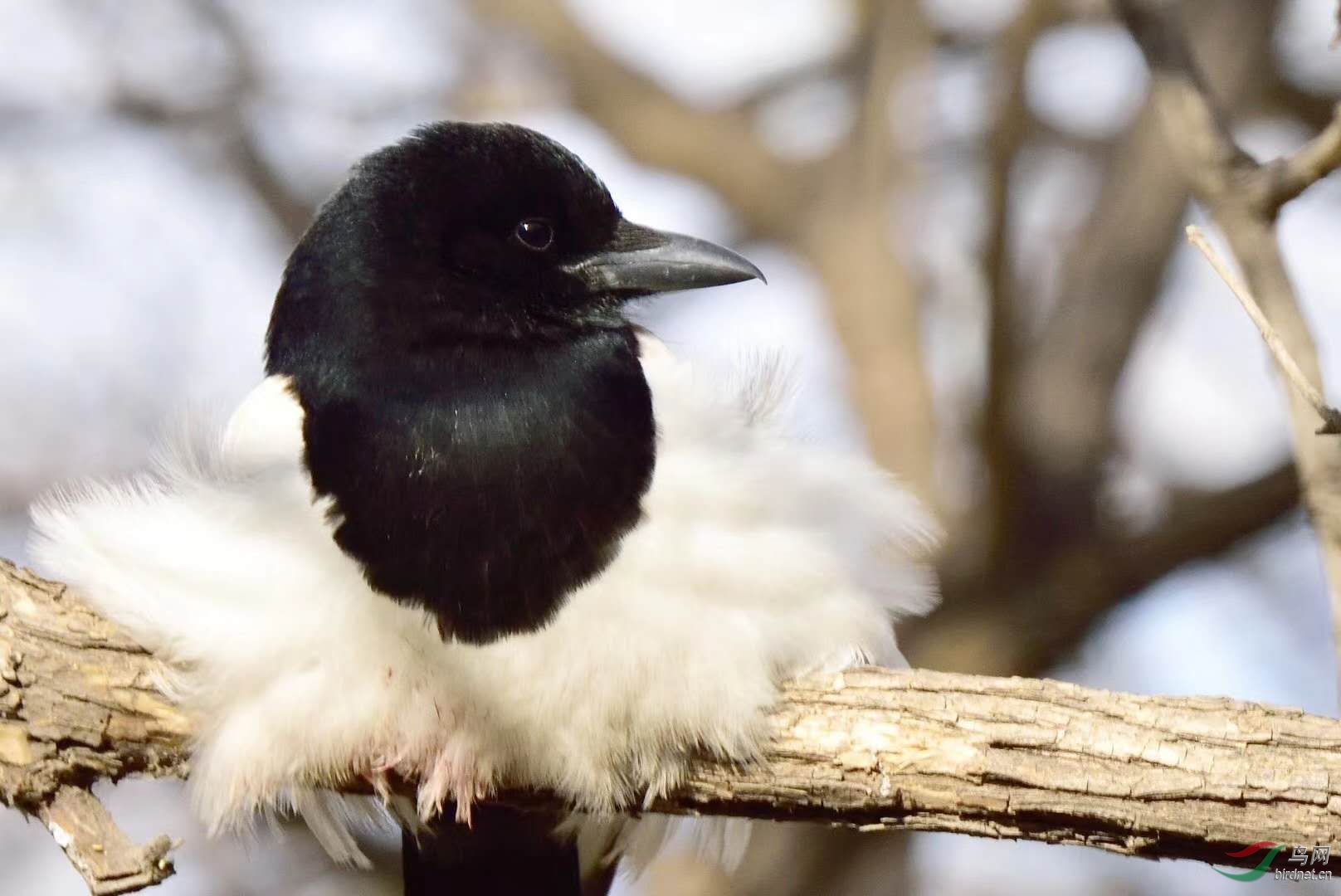 喜鹊枝头萌萌哒