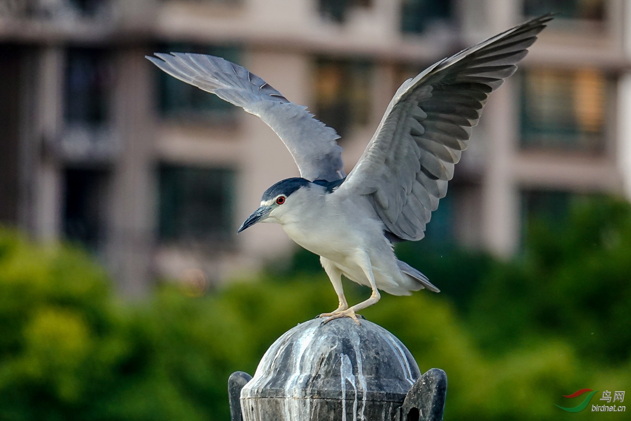 sony rx10m4迷你640大炮打鸟心得