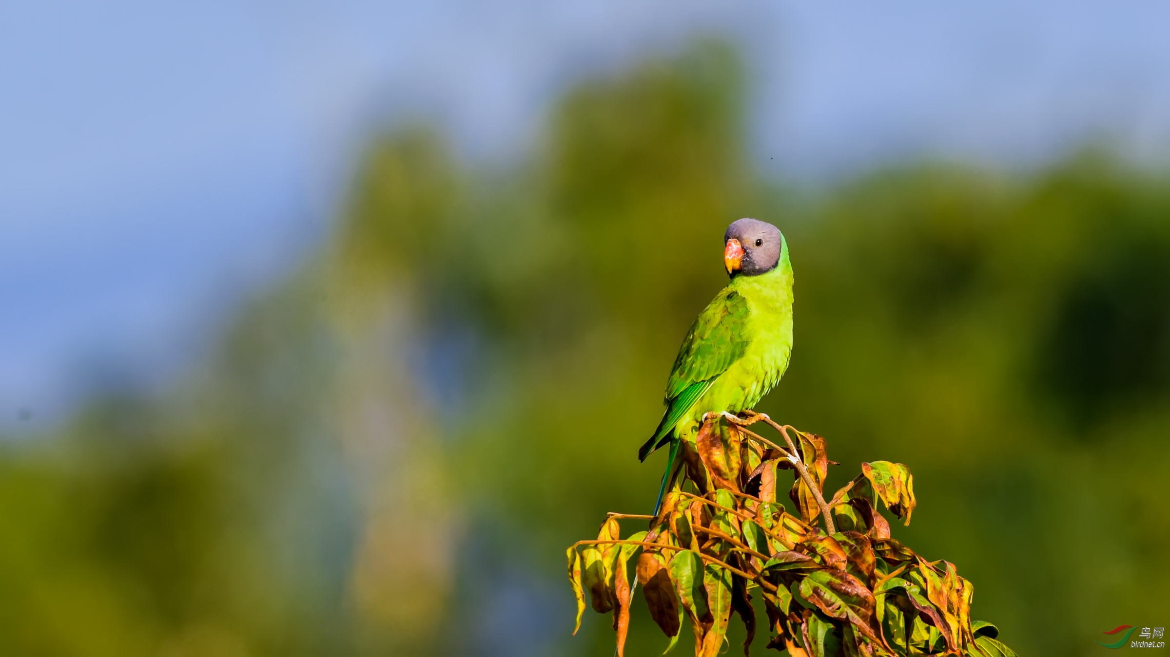 野拍灰头鹦鹉
