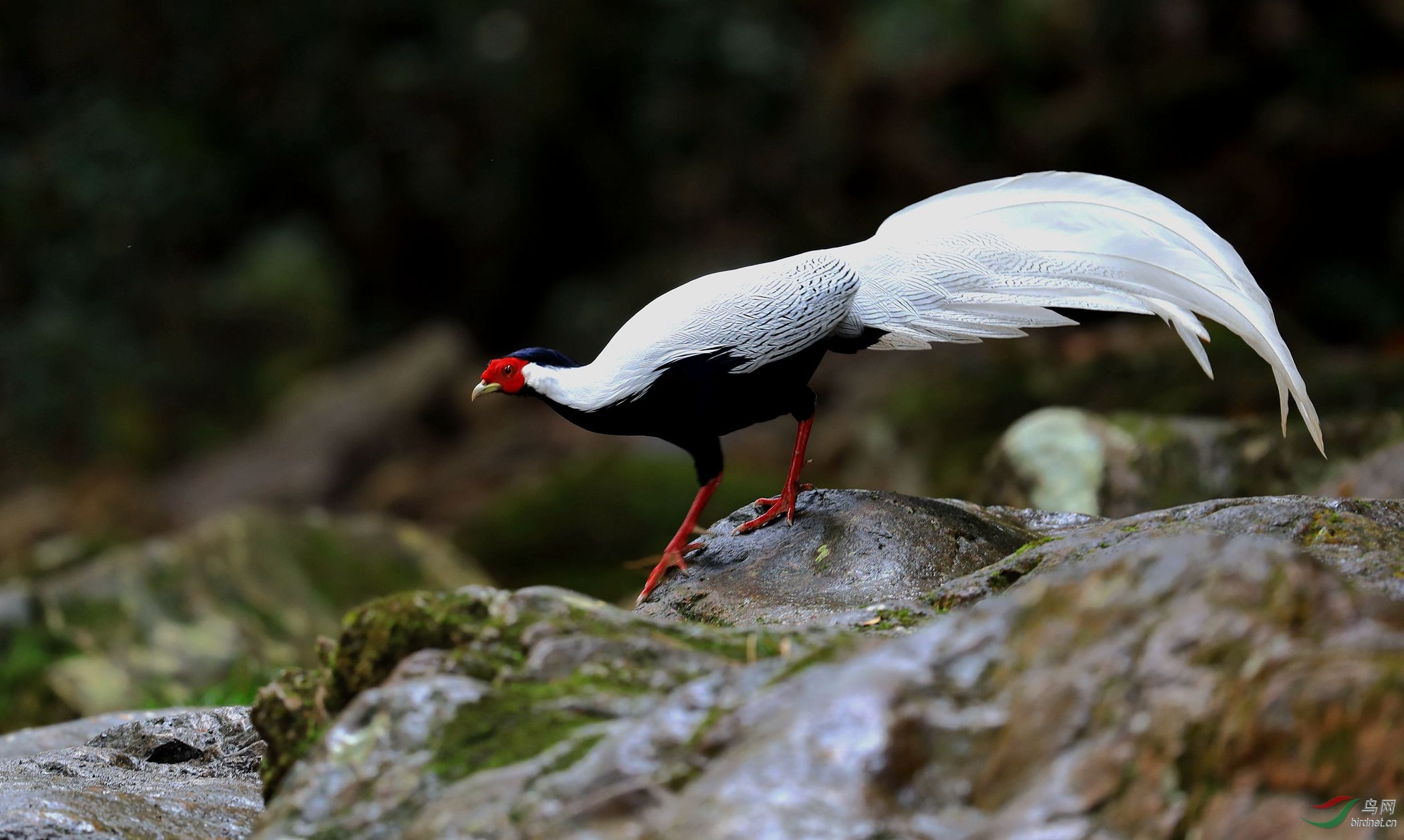 白鹇鸟是几级保护动物图片