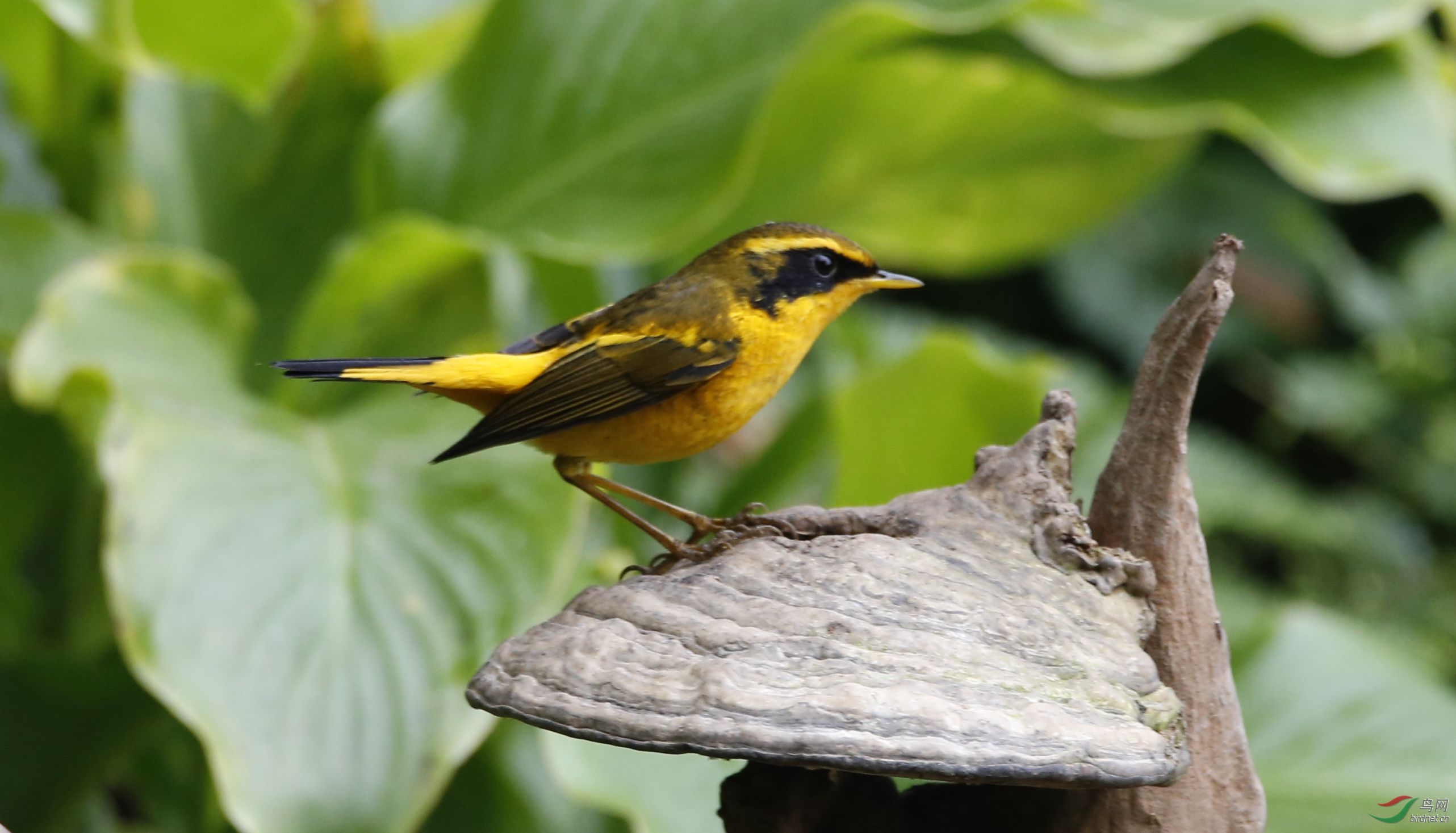 高黎贡山鸟类识别中