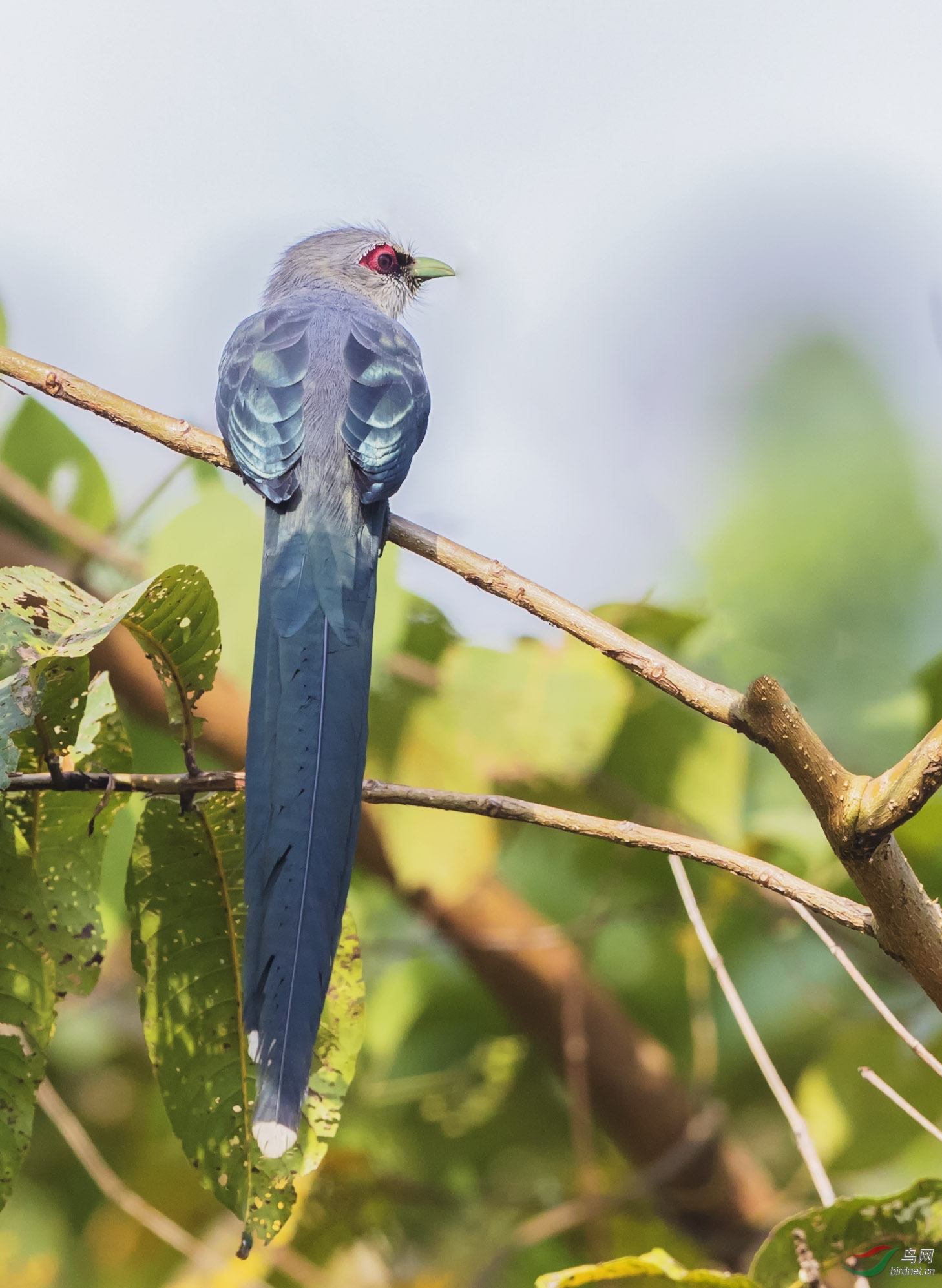 云南观鸟记15绿嘴地鹃